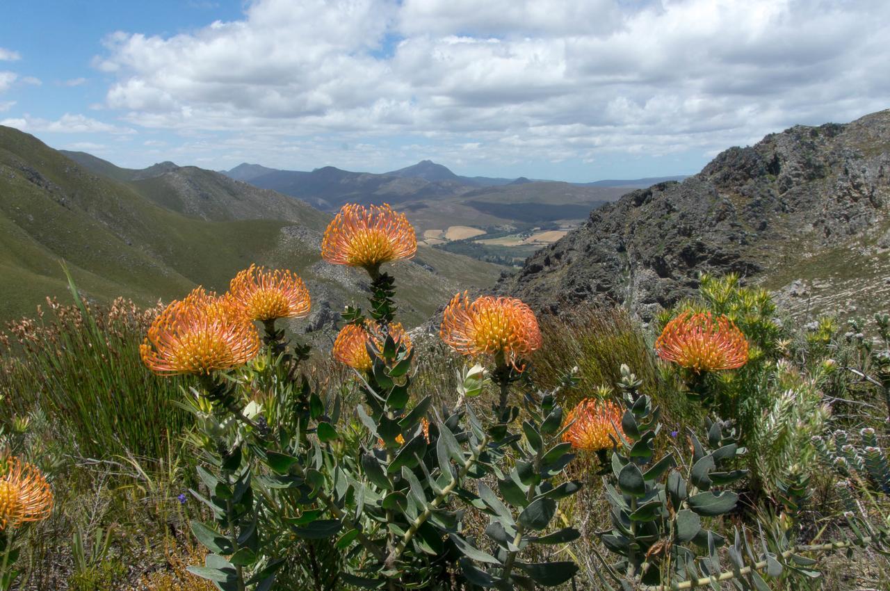 Phillipskop Mountain Reserve Stanford Extérieur photo